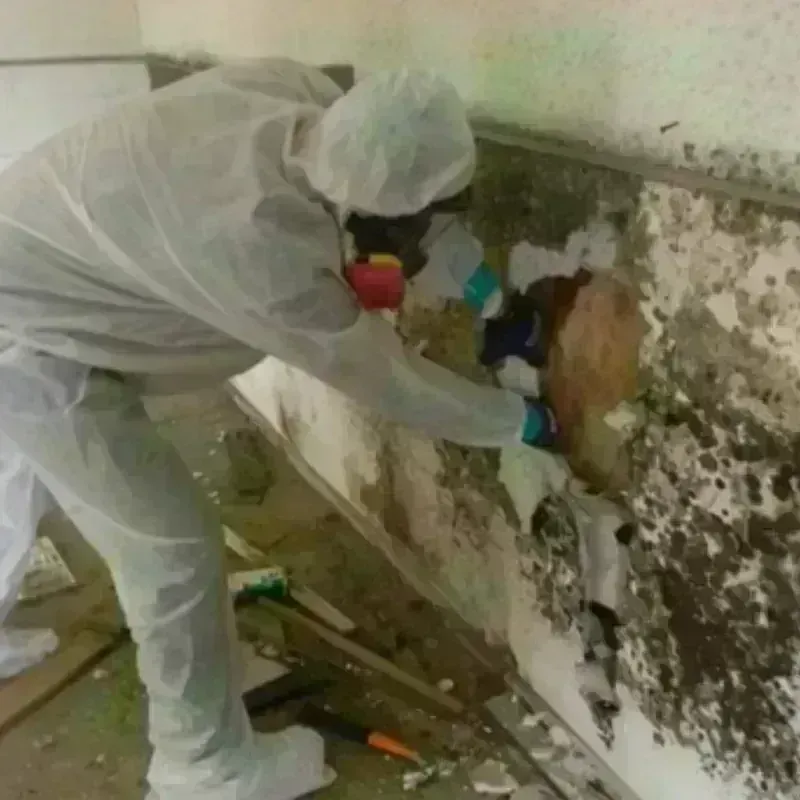 Mold Remediation and Removal in Blackwell, OK